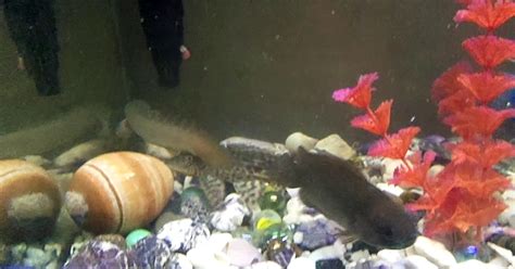 Fish stuff: Martiniko and the dragon fin .